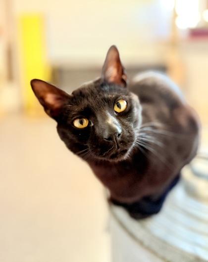 Enlarge Lotus, a Adoptable Domestic Short Hair in Dahlonega, GA image 2/2