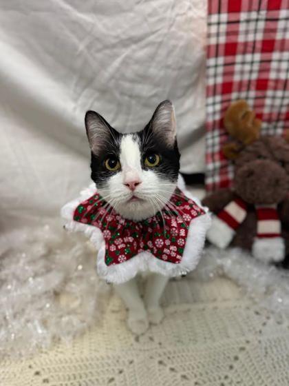 Milky Way, Adoptable, Adult Female Domestic Short Hair & Domestic Short Hair.