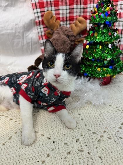 Milky Way, Adoptable, Adult Female Domestic Short Hair & Domestic Short Hair.