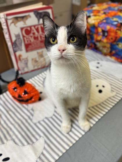 Enlarge Milky Way, a Adoptable mixed breed in Moses Lake, WA image 1/1