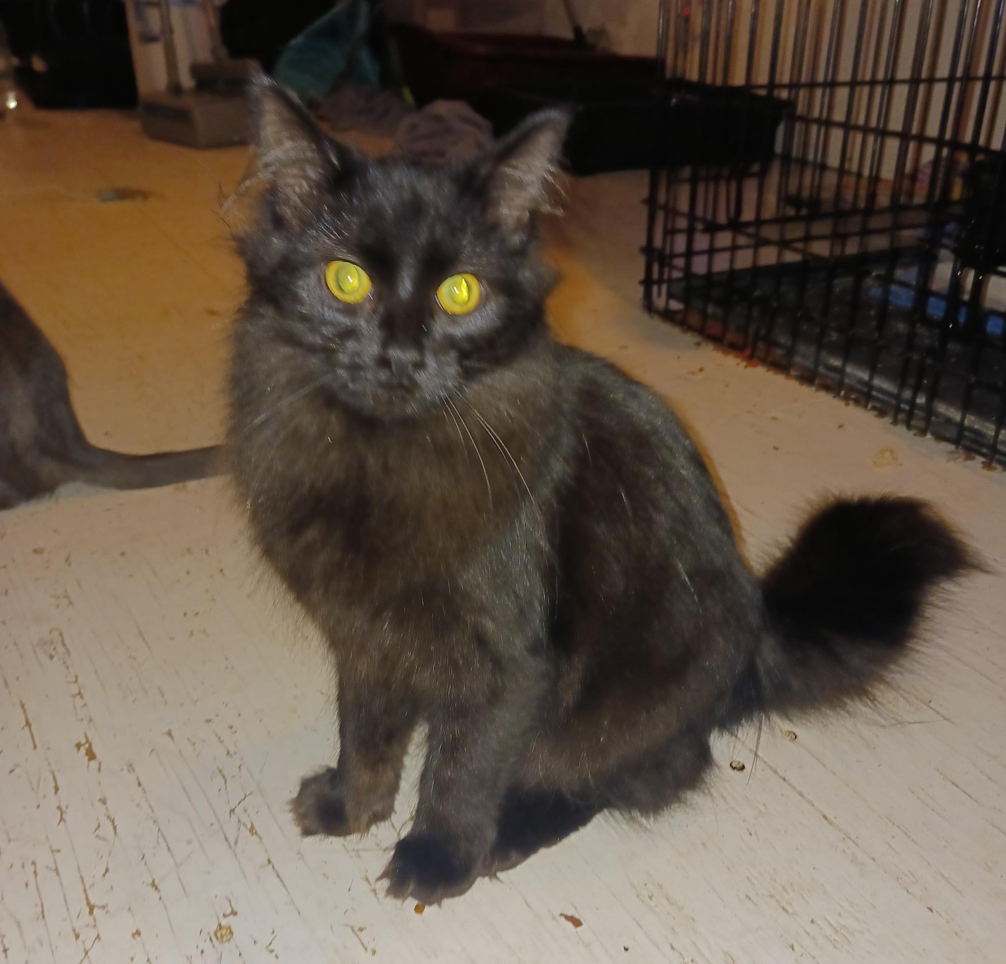 Jen, ADOPTABLE, Kitten Female Domestic Long Hair.