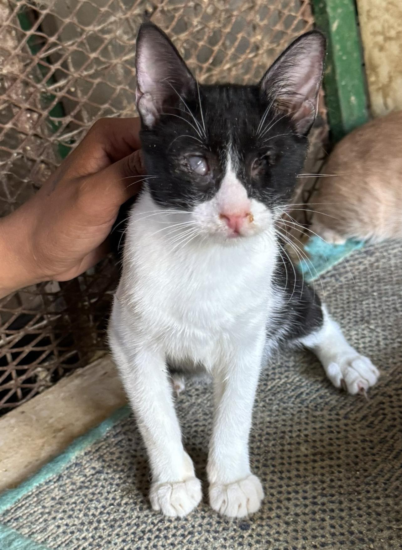 Enlarge Zilove-blind kitten, a Adoptable Tuxedo in Brampton, ON image 1/1