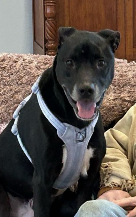 Yarrow, an adoptable Boxer, Black Labrador Retriever in North Jackson, OH, 44451 | Photo Image 3