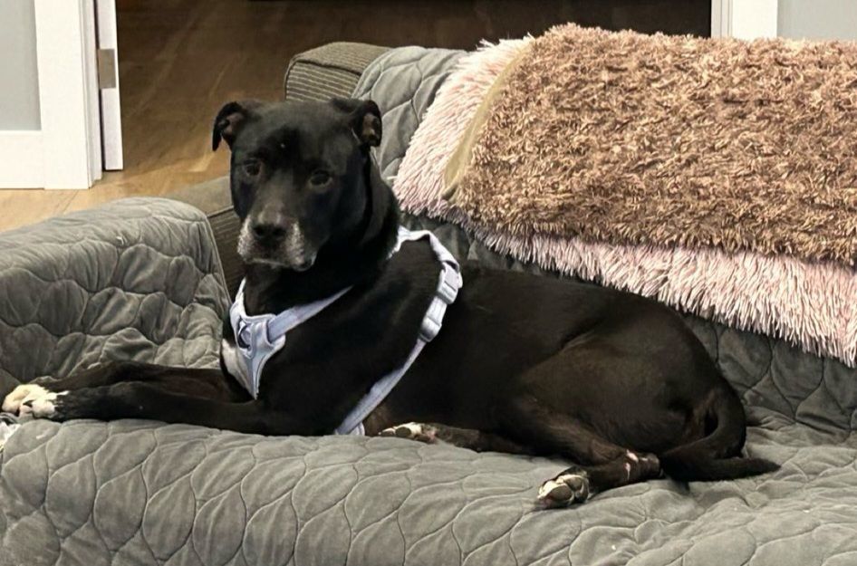 Yarrow, an adoptable Boxer, Black Labrador Retriever in North Jackson, OH, 44451 | Photo Image 2