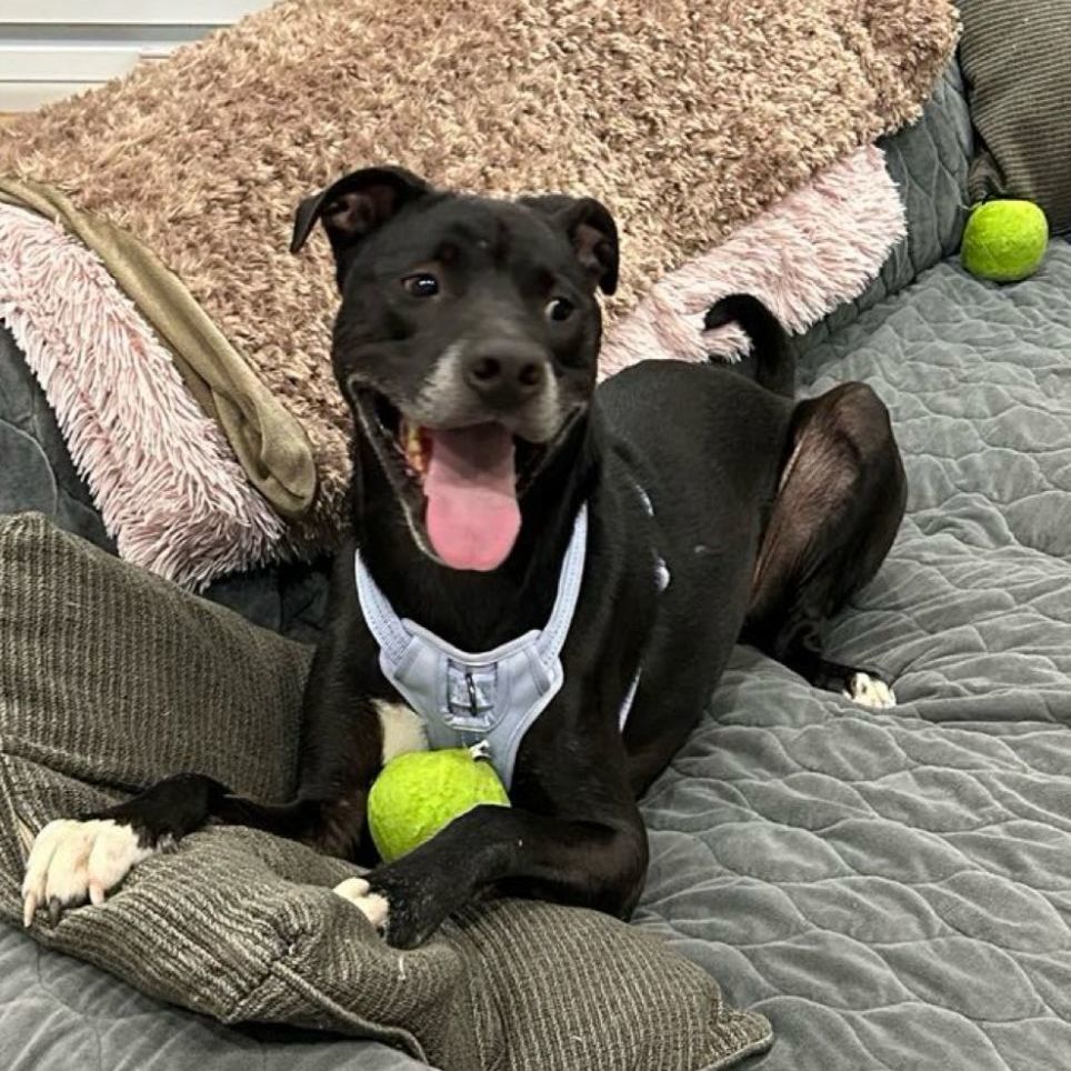 Yarrow, a Adoptable mixed breed in North Jackson, OH image 1/3