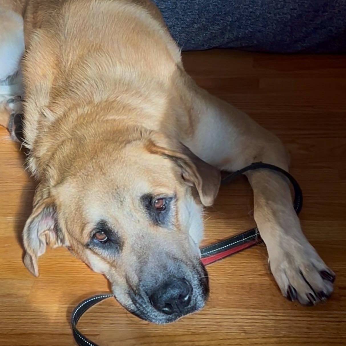 Enlarge CooKie, a Adopted mixed breed in Carlsbad, CA image 1/1