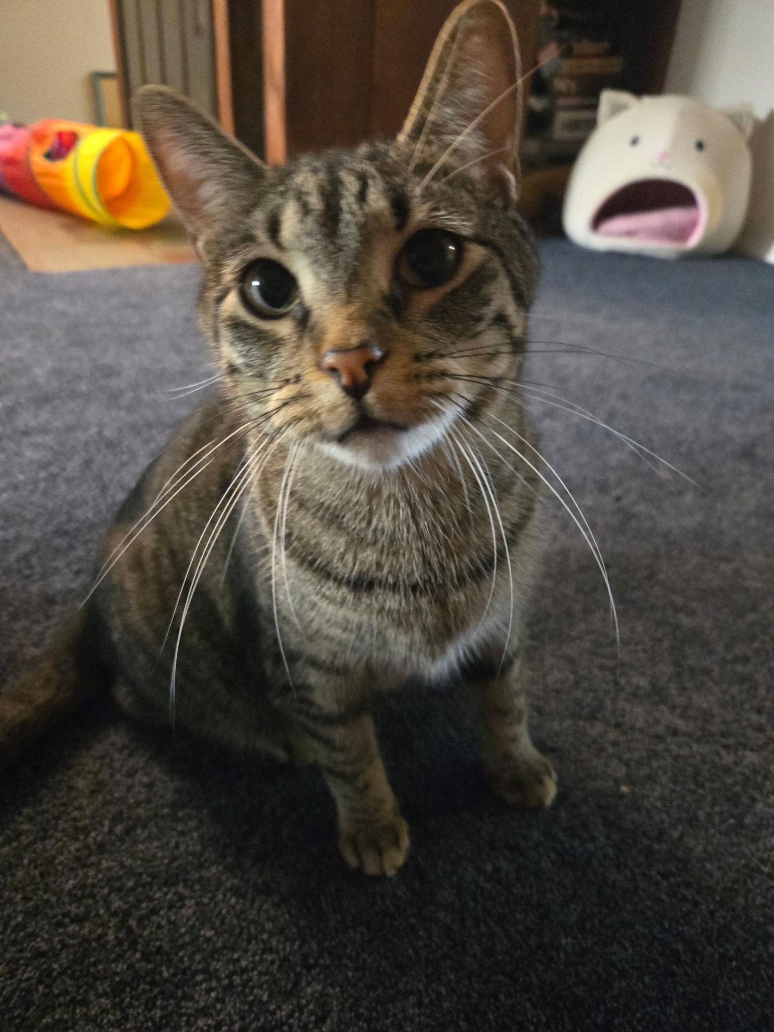 Damar (Bonded Pair with Kes), a Adoptable Domestic Short Hair in Champaign, IL image 1/3