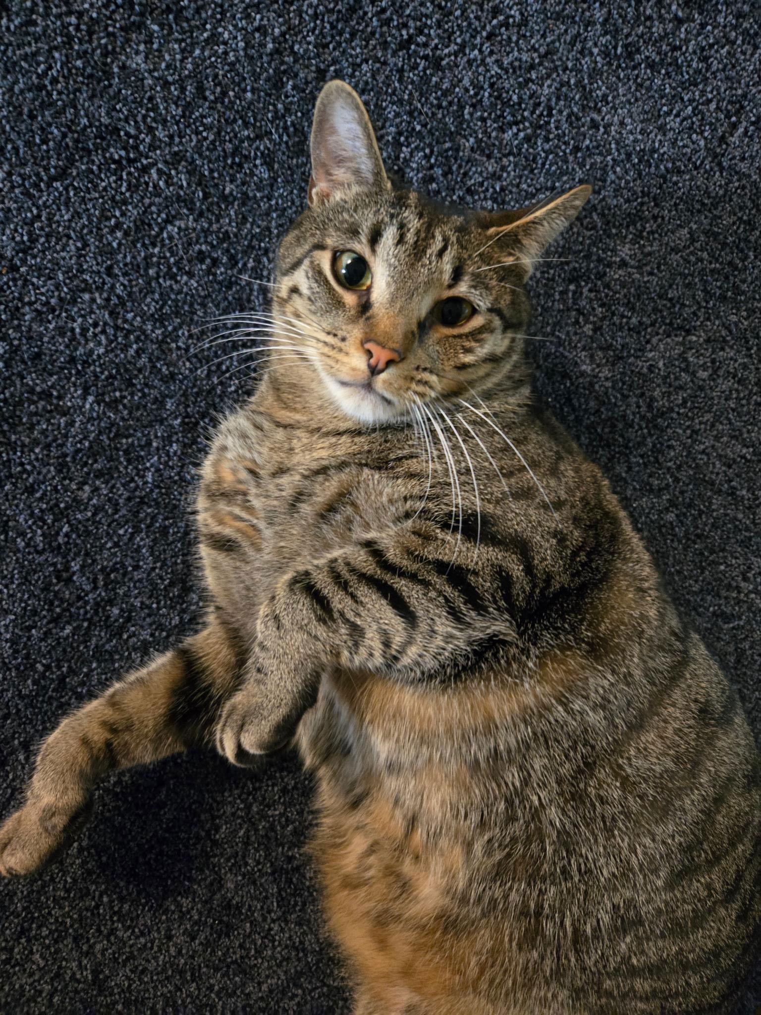 Damar (Bonded Pair with Kes), a Adoptable Domestic Short Hair in Champaign, IL image 2/3