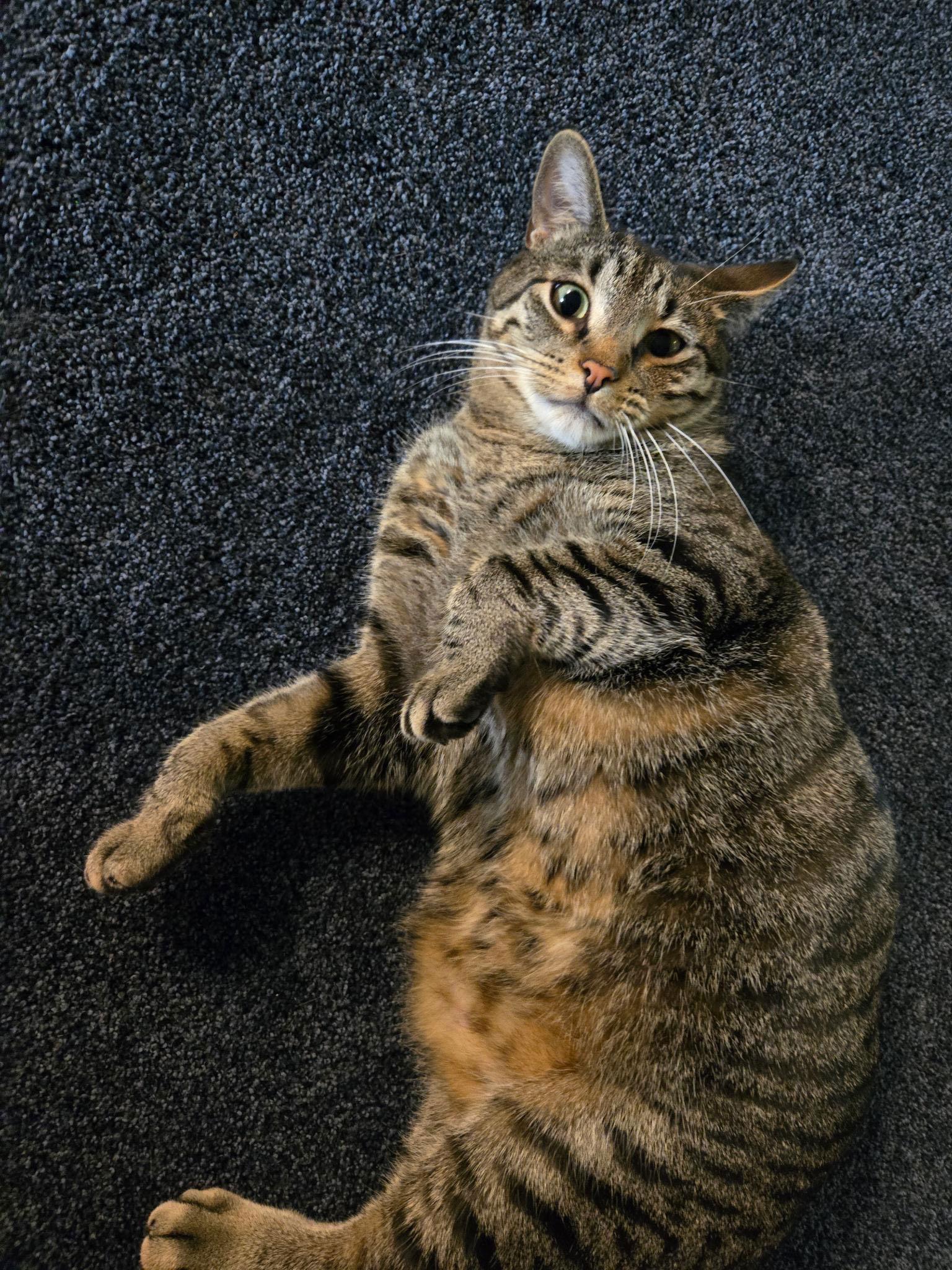 Damar (Bonded Pair with Kes), a Adoptable Domestic Short Hair in Champaign, IL image 3/3