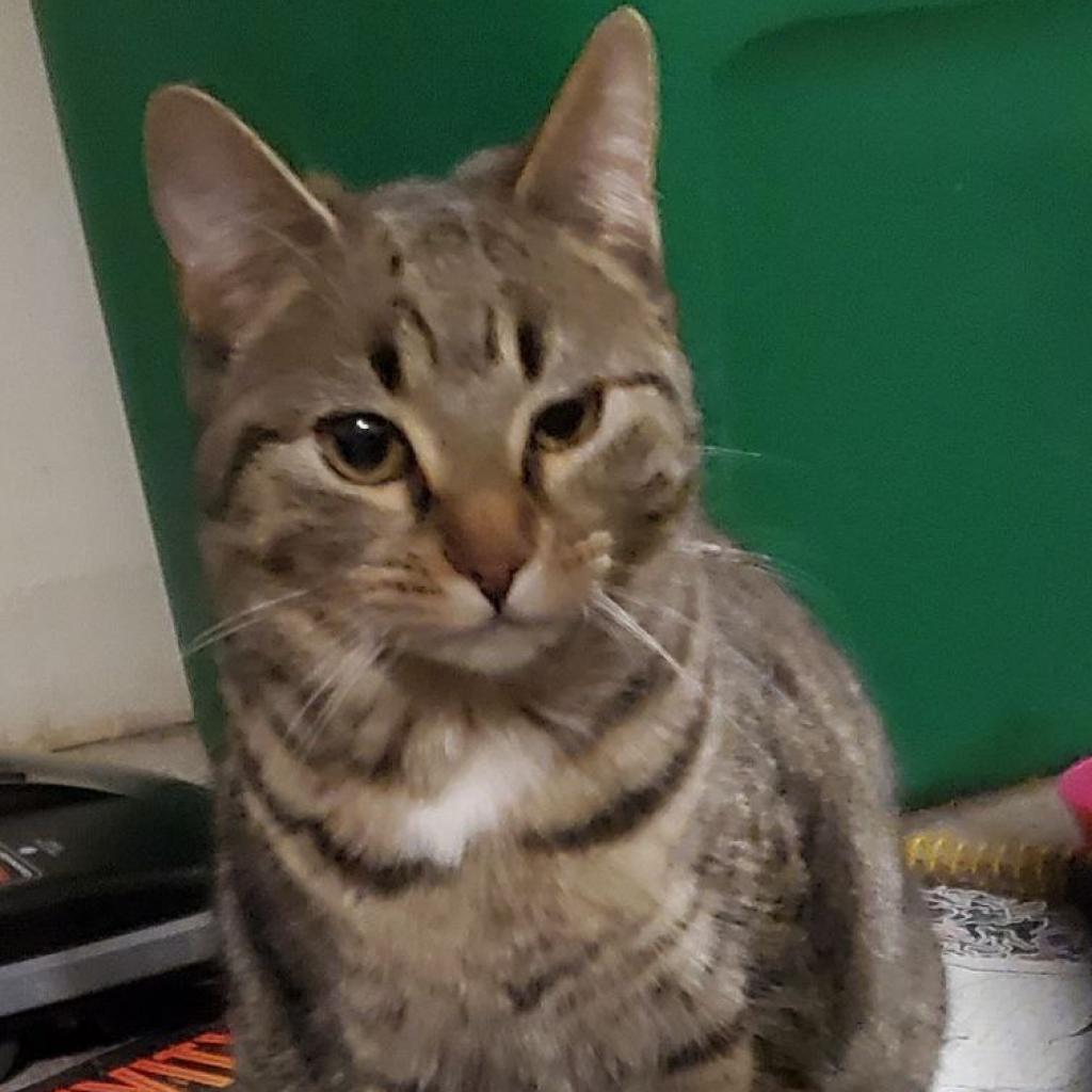 Kipo, Adoptable, Adult Female Domestic Short Hair.