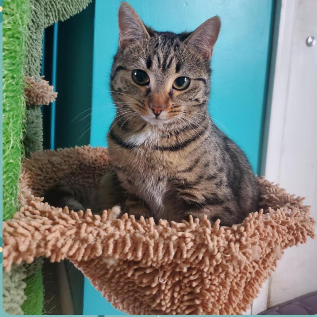 Enlarge Kipo, a Adoptable Domestic Short Hair in Winchester, VA image 2/5
