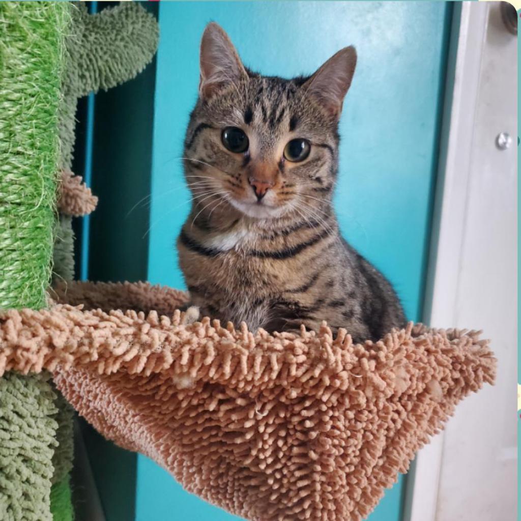 Enlarge Kipo, a Adoptable Domestic Short Hair in Winchester, VA image 3/5