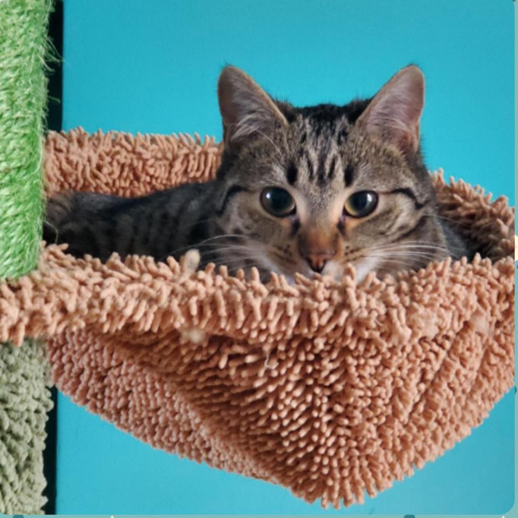 Enlarge Kipo, a Adoptable Domestic Short Hair in Winchester, VA image 4/5