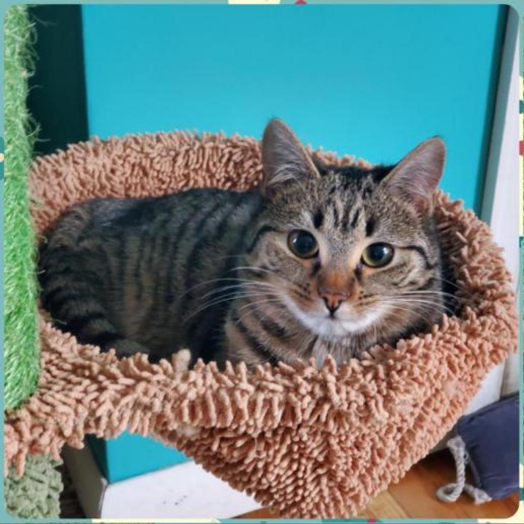 Enlarge Kipo, a Adoptable Domestic Short Hair in Winchester, VA image 5/5