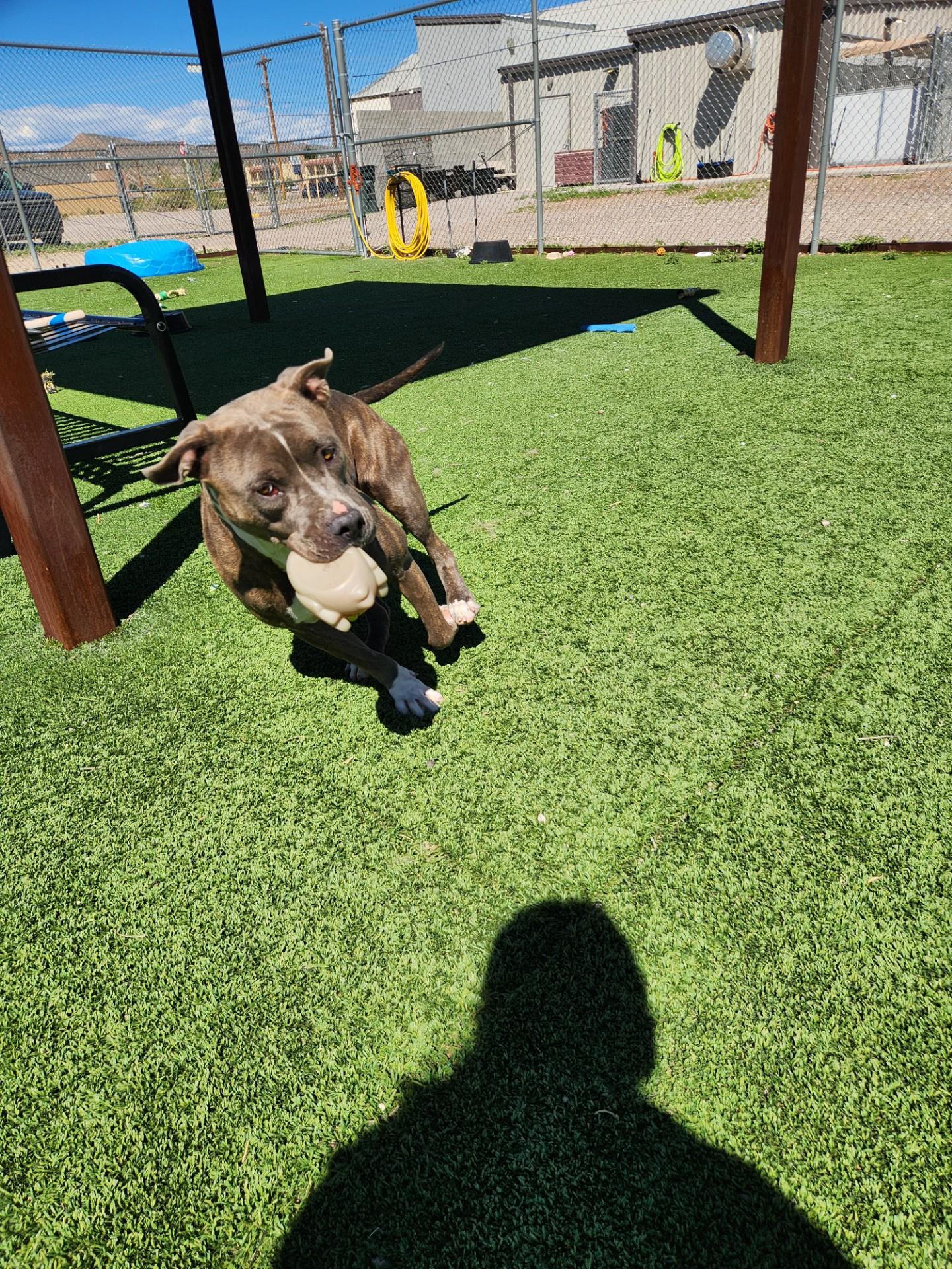 Enlarge Haze, a Adoptable Pit Bull Terrier in Truth or Consequences , NM image 6/6