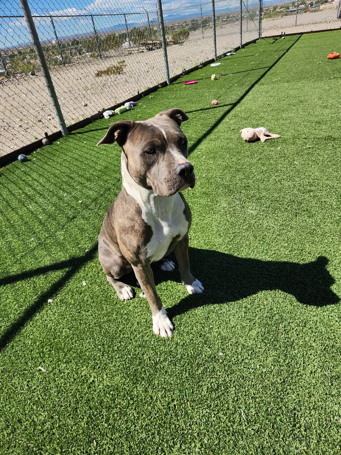 Enlarge Haze, a Adoptable Pit Bull Terrier in Truth or Consequences , NM image 2/6