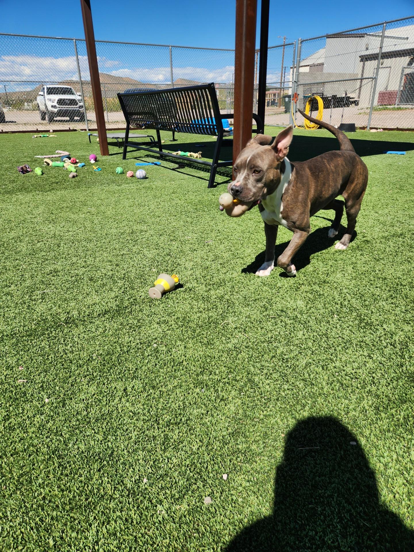 Enlarge Haze, a Adoptable Pit Bull Terrier in Truth or Consequences , NM image 5/6