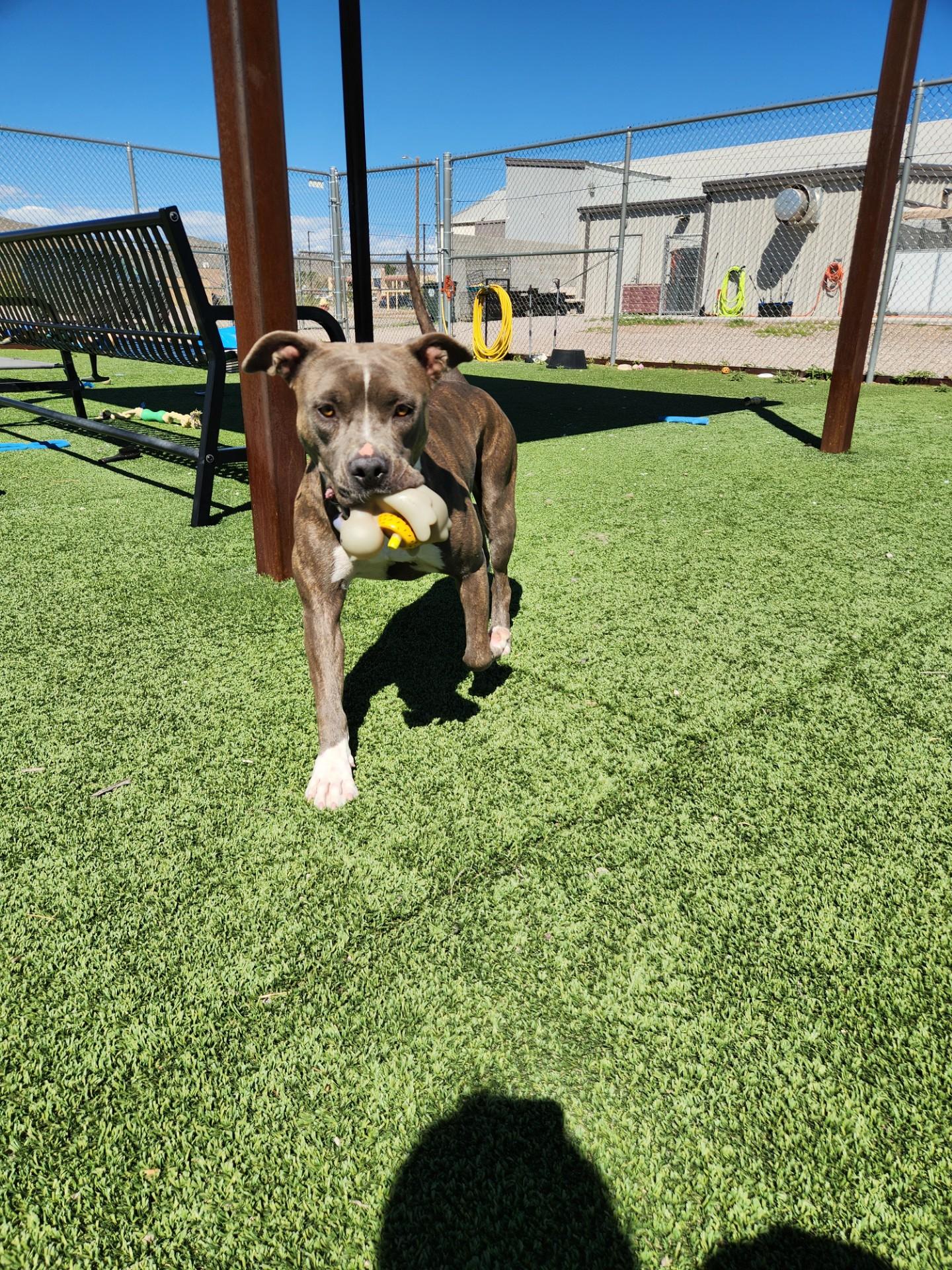 Enlarge Haze, a Adoptable Pit Bull Terrier in Truth or Consequences , NM image 4/6