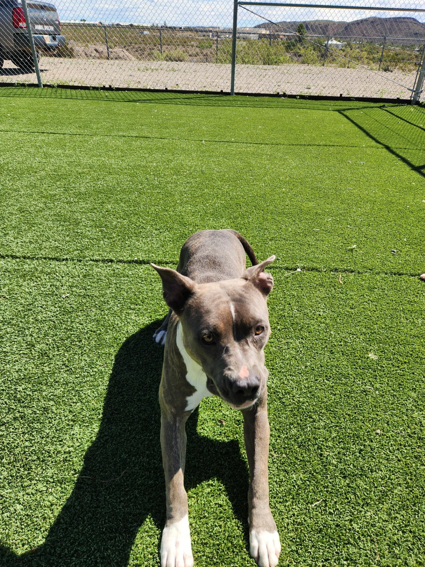 Enlarge Haze, a Adoptable Pit Bull Terrier in Truth or Consequences , NM image 3/6