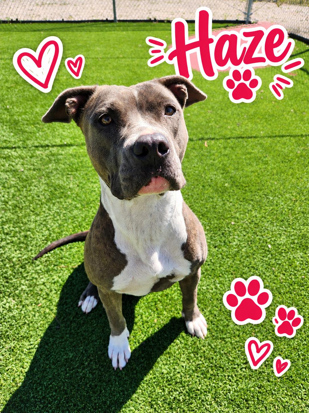 Enlarge Haze, a Adoptable Pit Bull Terrier in Truth or Consequences , NM image 1/6