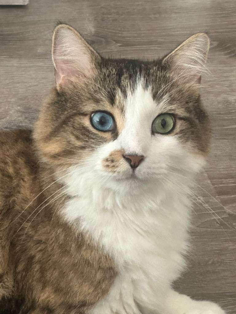 Lion, adopted, Adult Male Maine Coon & Domestic Medium Hair.