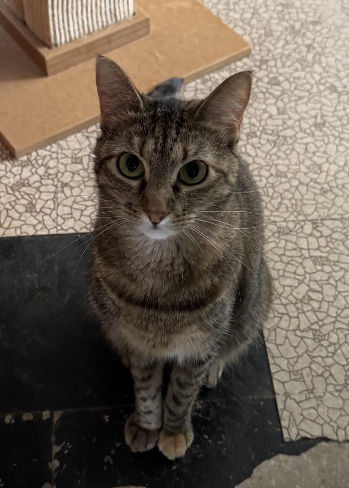 Tabitha 6275, Adoptable, Adult Female Domestic Short Hair.