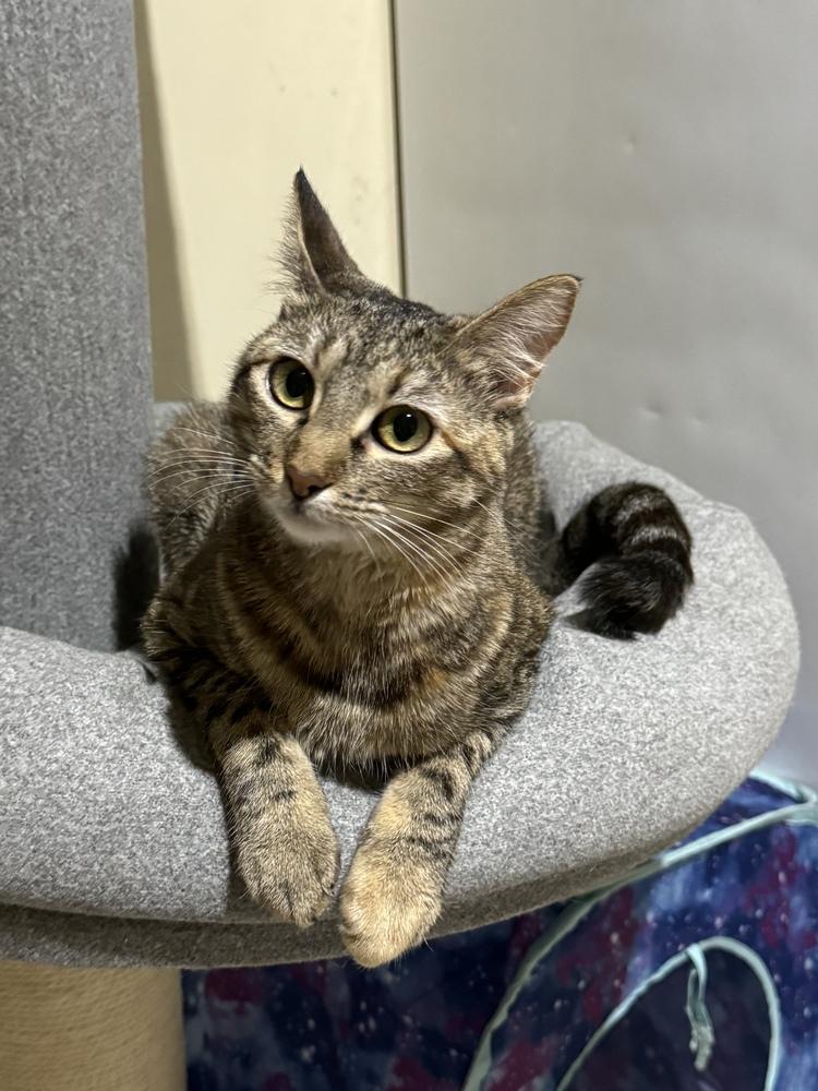 Enlarge Tabitha 6275, a Adoptable Domestic Short Hair in Dallas, TX image 2/6