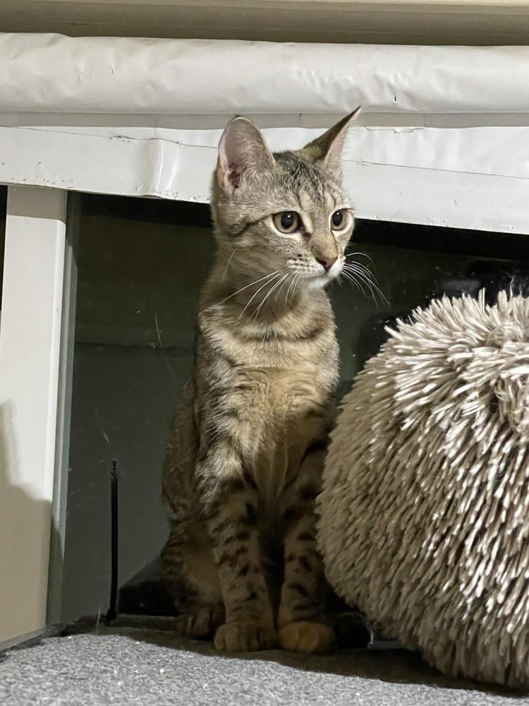 Enlarge Tabitha 6275, a Adoptable Domestic Short Hair in Dallas, TX image 3/6