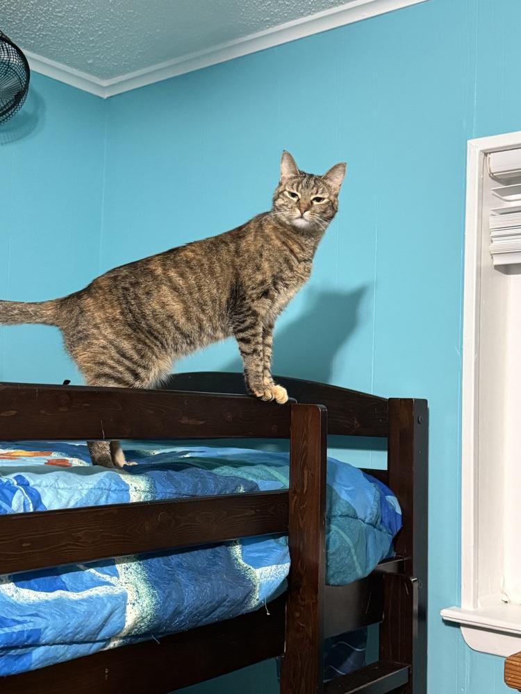 Enlarge Tabitha 6275, a Adoptable Domestic Short Hair in Dallas, TX image 4/6