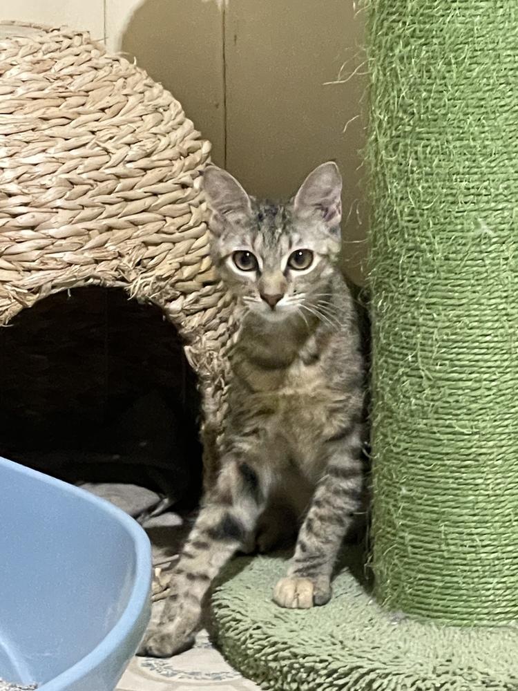 Enlarge Tabitha 6275, a Adoptable Domestic Short Hair in Dallas, TX image 5/6