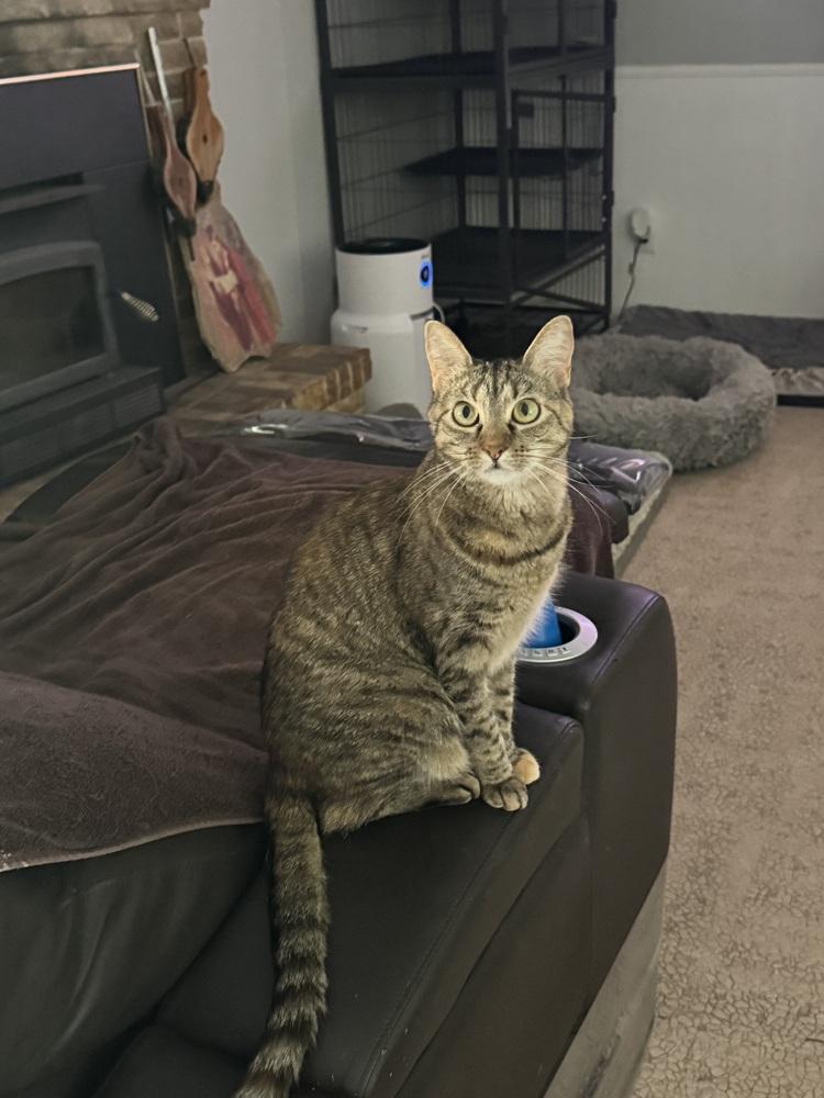 Enlarge Tabitha 6275, a Adoptable Domestic Short Hair in Dallas, TX image 6/6