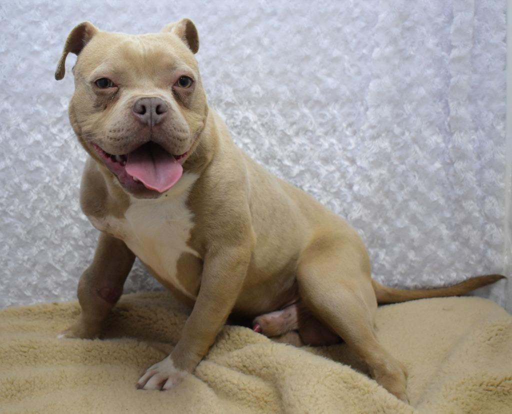Mongo, a Adoptable Pit Bull Terrier in Springfield, OH image 1/6