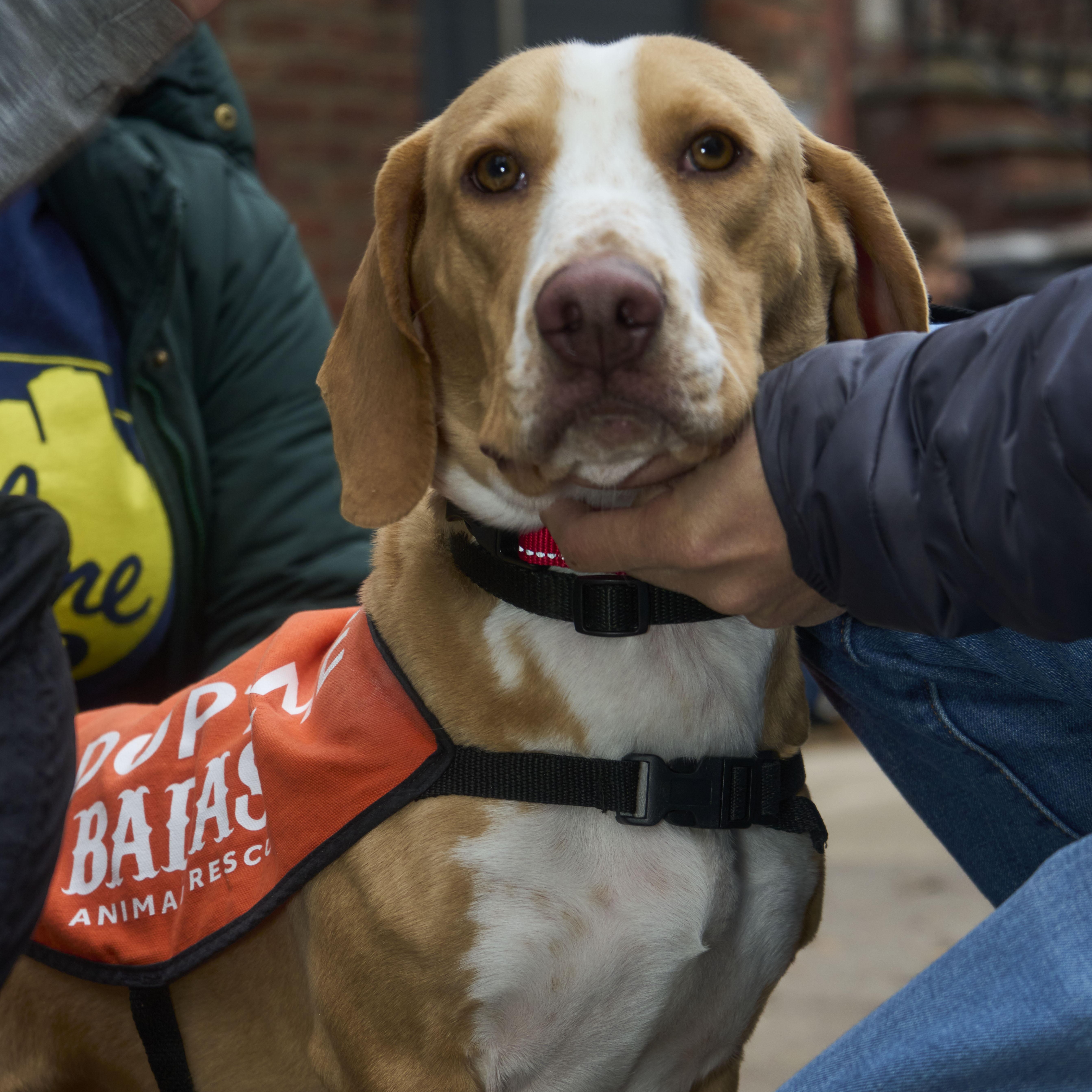 Enlarge Clairo, an adopted Basset Hound in Brooklyn, NY image 5/6