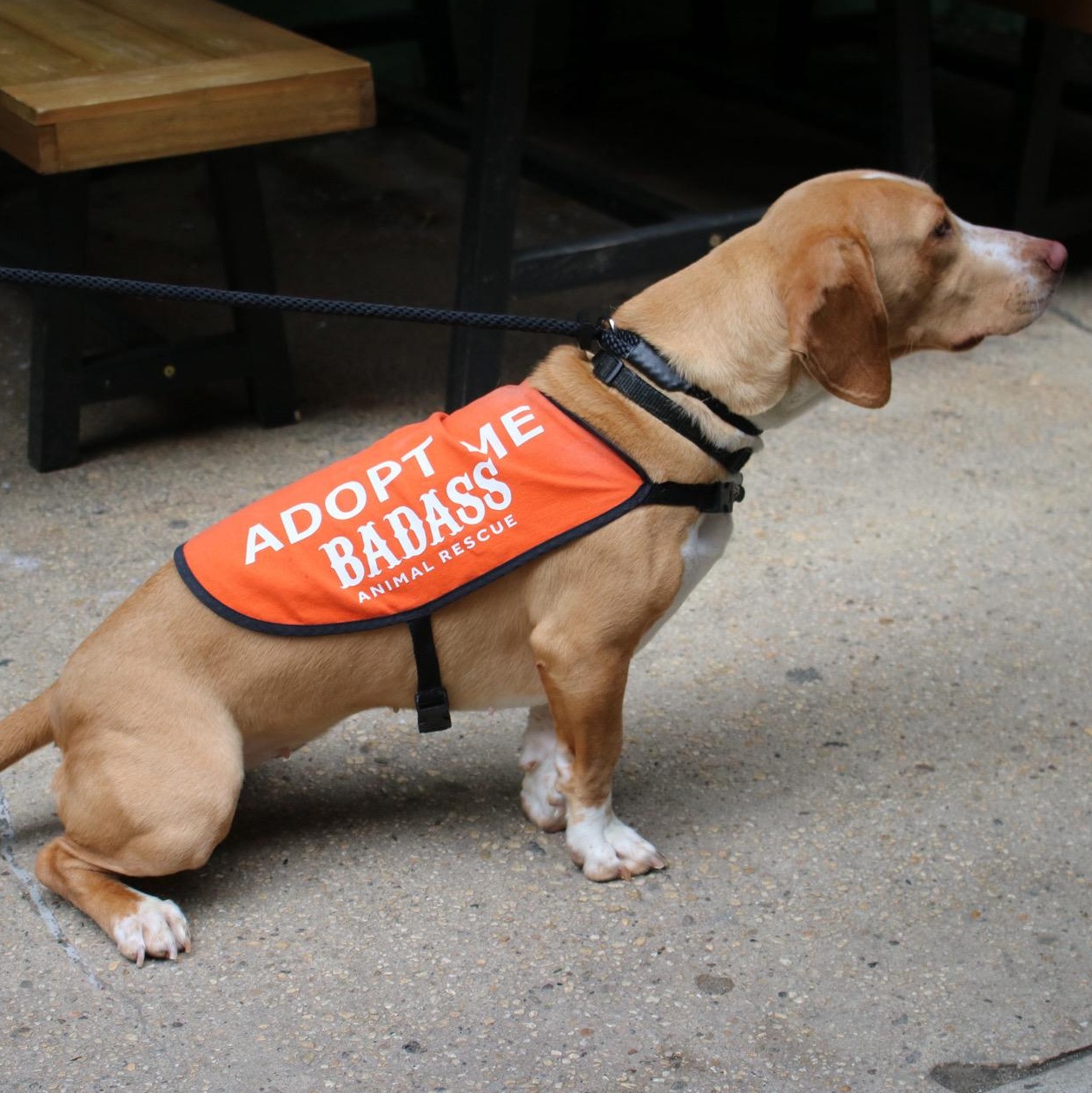 Enlarge Clairo, an adopted Basset Hound in Brooklyn, NY image 6/6