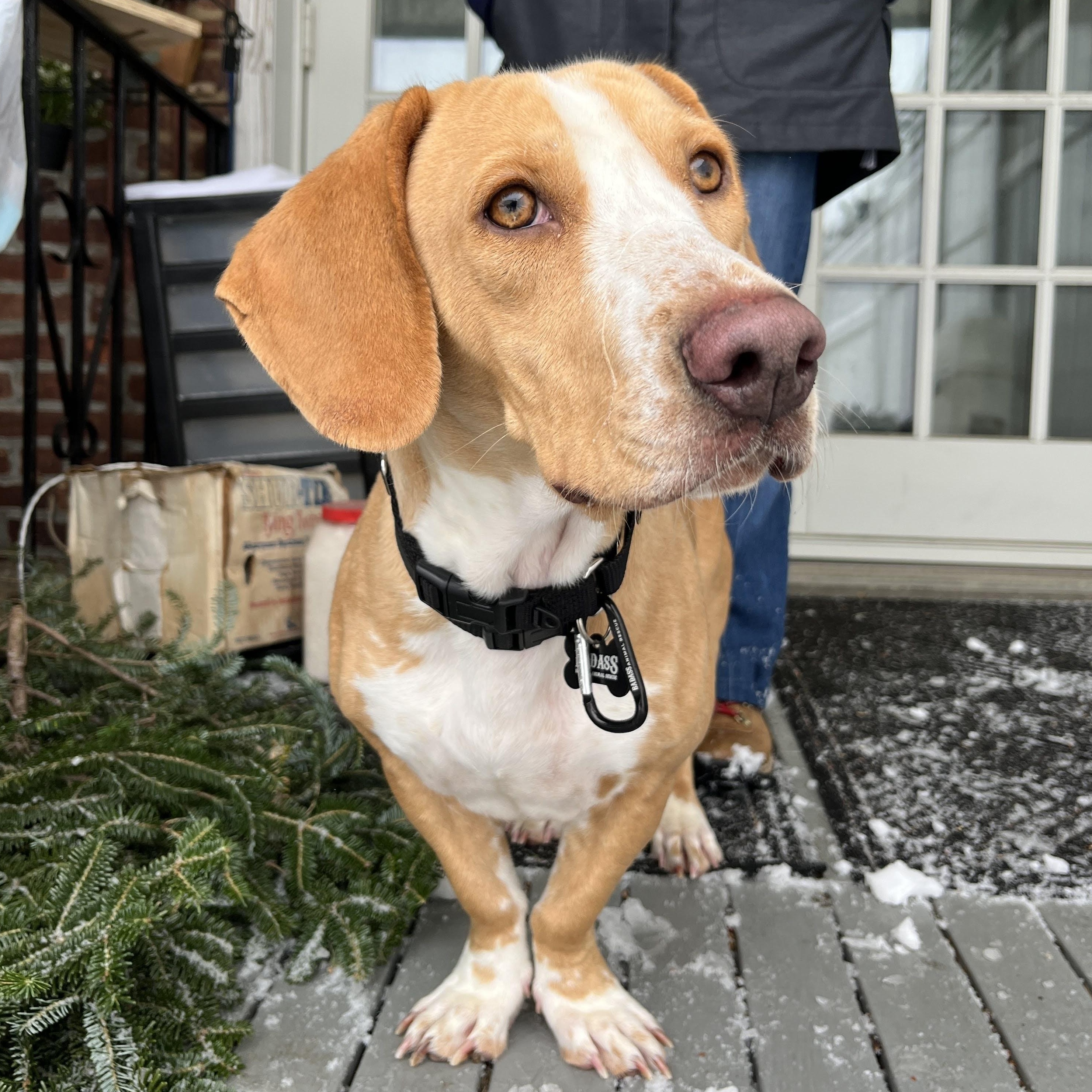 Enlarge Clairo, an adopted Basset Hound in Brooklyn, NY image 3/6