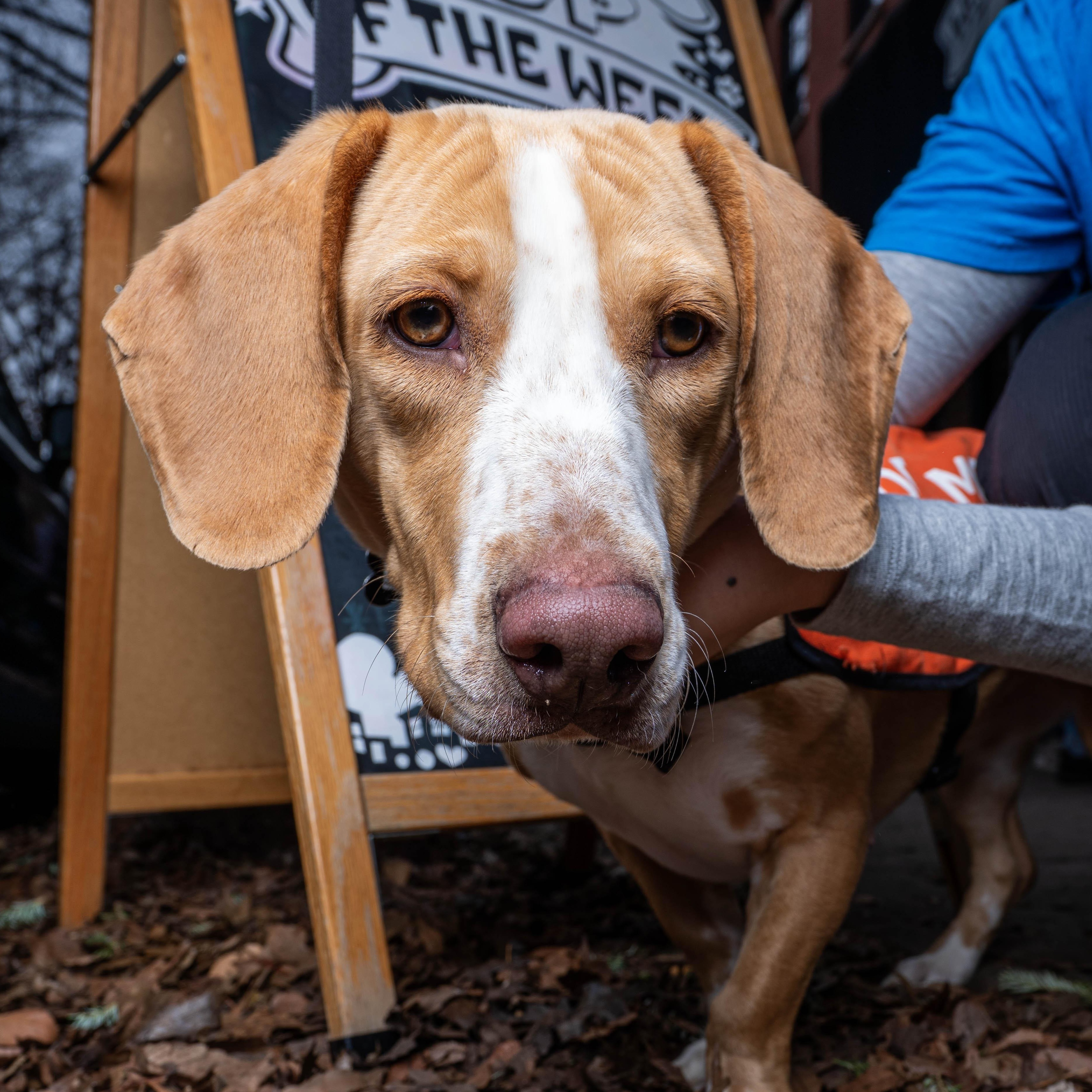 Enlarge Clairo, an adopted Basset Hound in Brooklyn, NY image 2/6