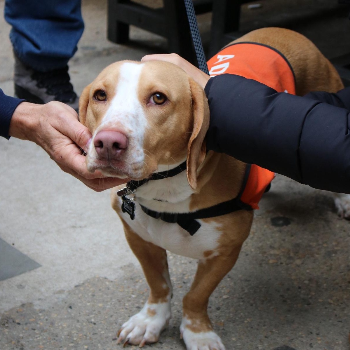 Enlarge Clairo, an adopted Basset Hound in Brooklyn, NY image 1/6