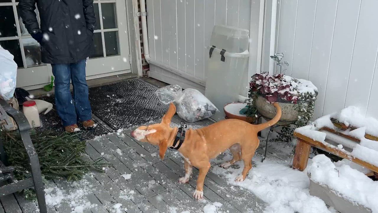 Enlarge Clairo, an adopted Basset Hound in Brooklyn, NY video 4/6