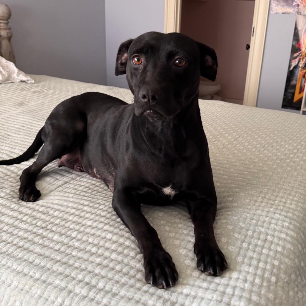 Milano, a Adoptable mixed breed in Brownsboro, AL image 1/3