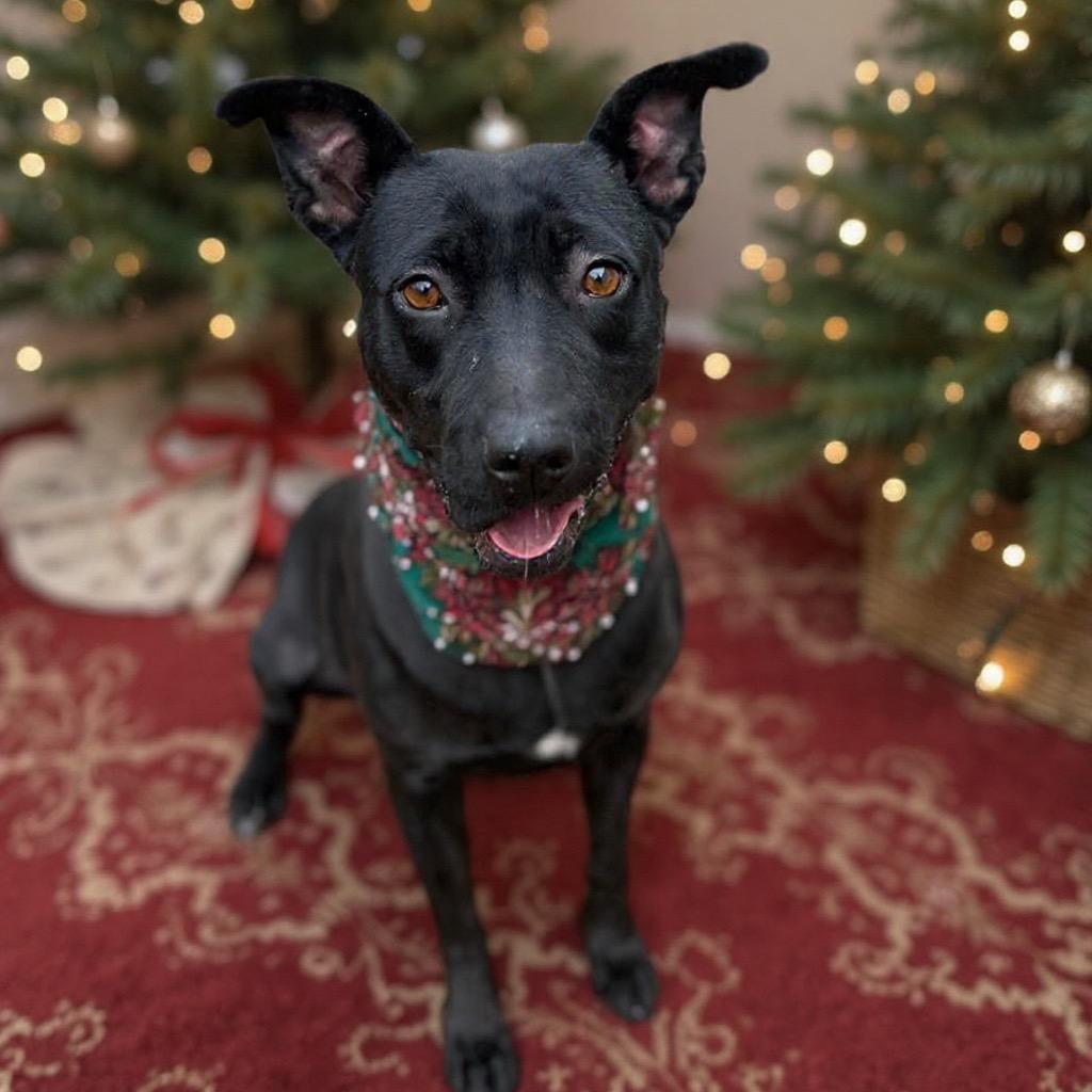 Enlarge Milano, a Adoptable mixed breed in Brownsboro, AL image 2/6