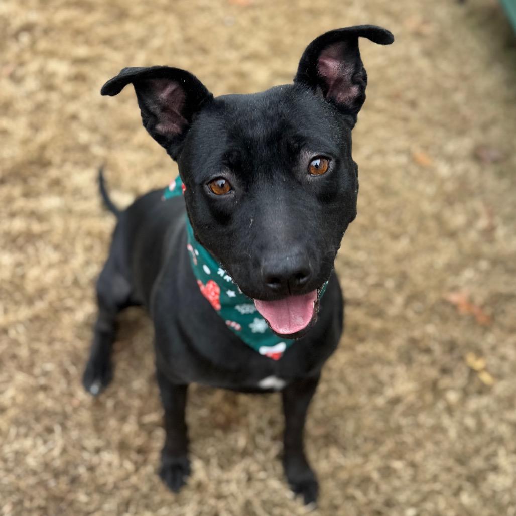 Enlarge Milano, a Adoptable mixed breed in Brownsboro, AL image 4/6