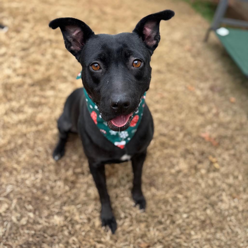 Enlarge Milano, a Adoptable mixed breed in Brownsboro, AL image 5/6