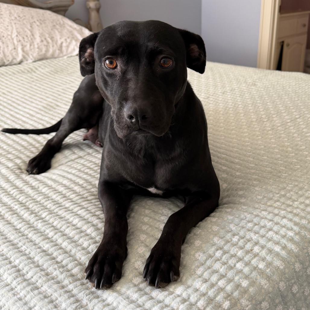 Milano, a Adoptable mixed breed in Brownsboro, AL image 3/3