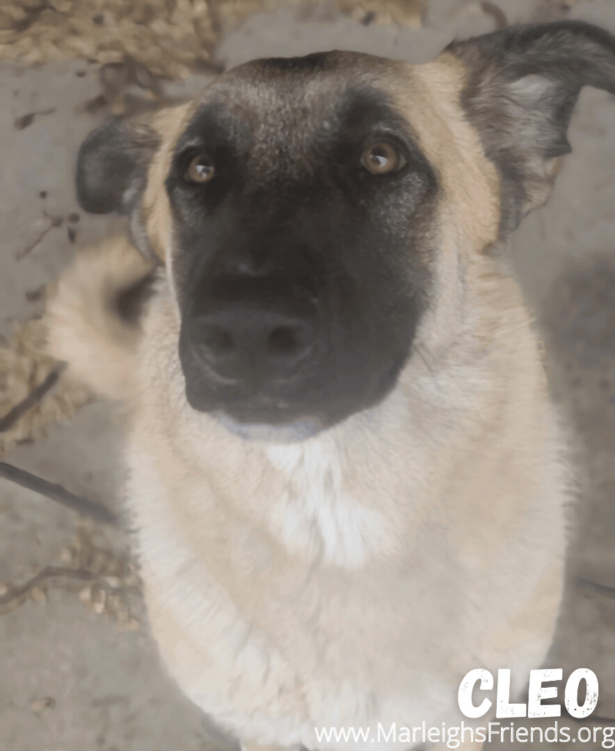 Cleo, Adopted, Young Female Anatolian Shepherd & Great Pyrenees.