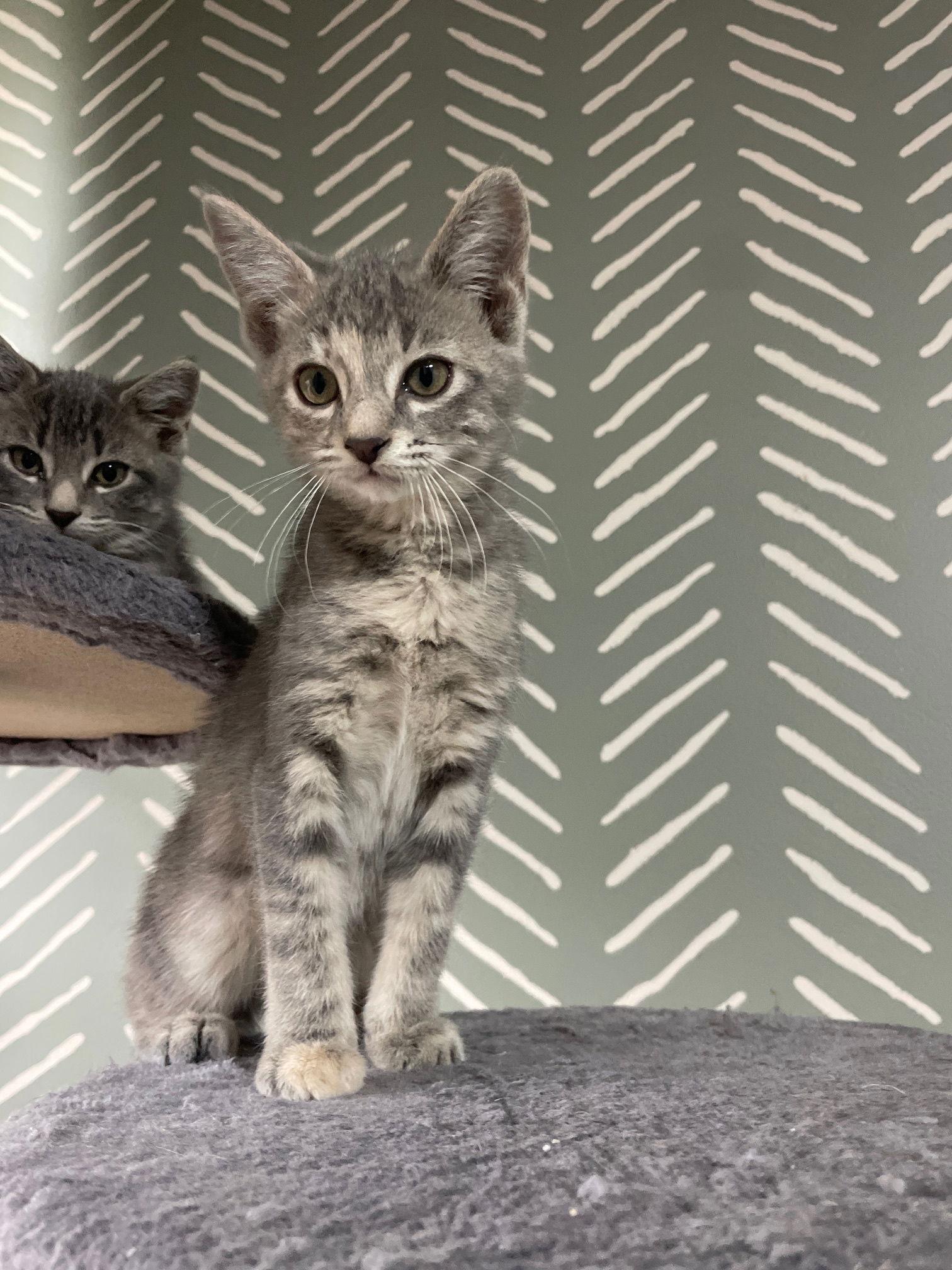 Sarafina — thumbnail 2