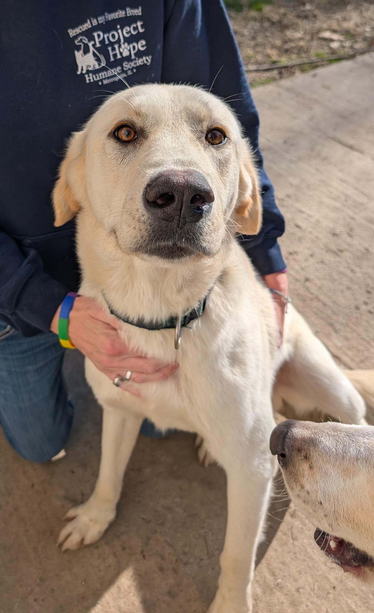 Courage, ADOPTABLE, Young Male Yellow Labrador Retriever & Great Pyrenees.