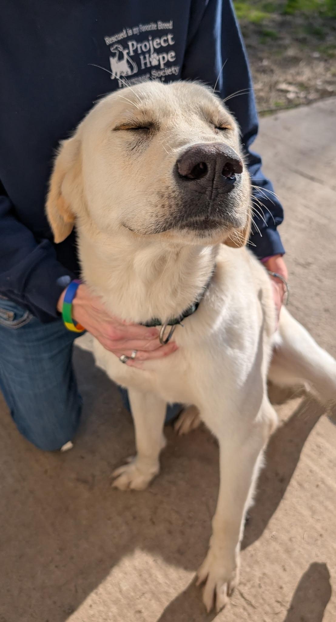 Courage, a ADOPTABLE mixed breed in Metropolis, IL image 2/3