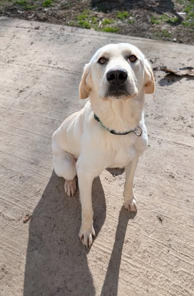 Courage, a ADOPTABLE mixed breed in Metropolis, IL image 3/3