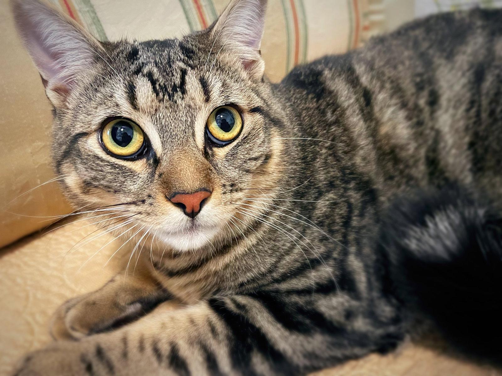 Big Back, Adopted, Young Male Tabby & Domestic Short Hair.