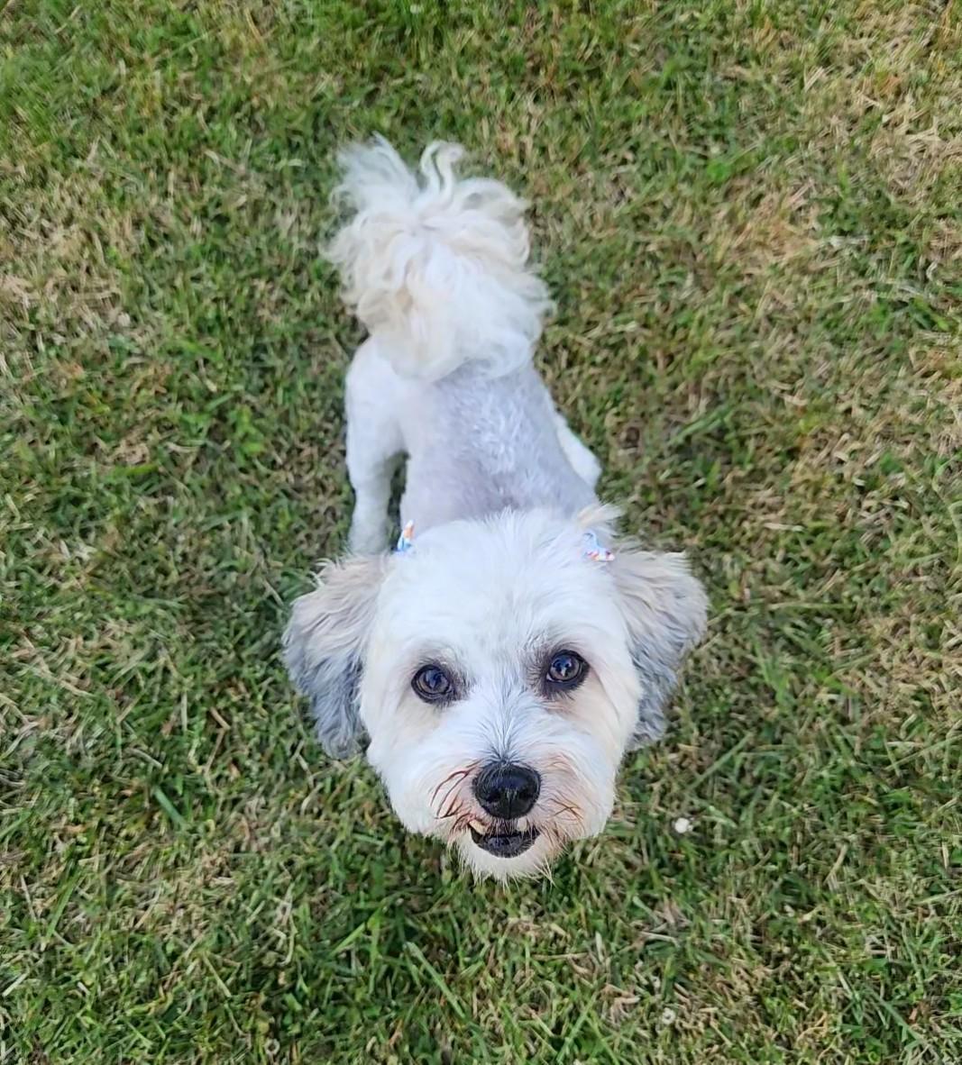 Ricci in Essex, Maryland, a ADOPTABLE Havanese in Essex, MD image 2/6